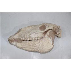 Hipparion Fossil Horse Skull