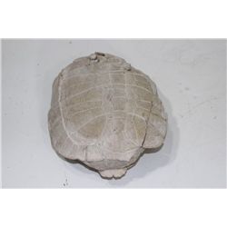 Fossil Turtle Testudo Thomsoni