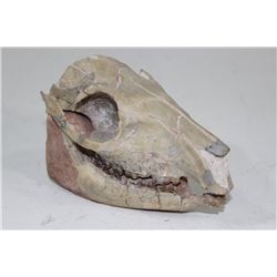 Mesahippus Bairdi 3 Toed Horse Skull