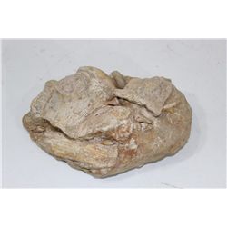 Mosasaur Bones on Matrix