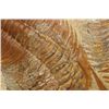 Image 2 : Trilobites on Single Matrix 95 MYO