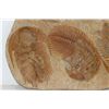 Image 4 : Trilobites on Single Matrix 95 MYO