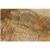 Image 6 : Trilobites on Single Matrix 95 MYO