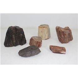 Lot of 6  Petrified Wood Pieces Triassic