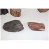 Image 7 : Lot of 6  Petrified Wood Pieces Triassic