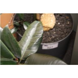 LARGE POTTED PLANT