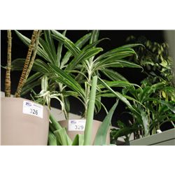 LARGE POTTED PLANT