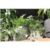 Image 2 : LARGE POTTED PLANT