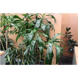 LARGE POTTED PLANT