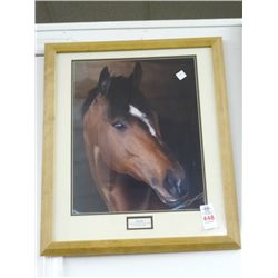 "Cigar" By Seattle Slew Print