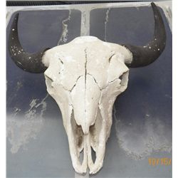 Buffalo skull Sculpture
