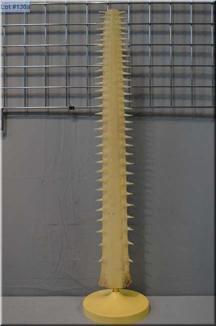 Genuine Carpenter /Saw shark flattened rostrum 36