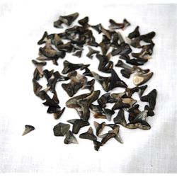 Collection of Small Fossilized Sharks Teeth