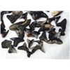 Image 2 : Collection of Small Fossilized Sharks Teeth