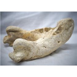 Fossilized Walrus Jawbone