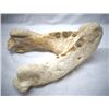 Image 2 : Fossilized Walrus Jawbone