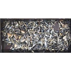 Fossil Shark's Teeth, Lot of Small to Medium Size