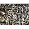 Image 2 : Fossil Shark's Teeth, Lot of Small to Medium Size