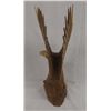 Image 4 : Hand Carved Wood Eagle Sculpture