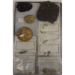 Collection of Fossils