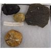 Image 3 : Collection of Fossils