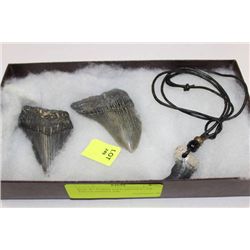 BOX W/ FOSSILIZED DINOSAUR TEETH AND CLAW