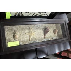 SHOWHOME SEASHELL SHADOWBOX DISPLAY