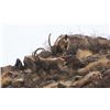 Image 2 : 7-14 Day Tajikistan Mid-Asian Ibex Hunt