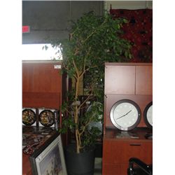 APPROX 8' TALL INDOOR LIVING TREE