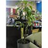 Image 2 : GROUP OF 5 INDOOR TROPICAL PLANTS AND TREES