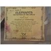 Image 9 : 1981' Elephants'