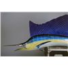 Image 2 : Blue Marlin Sail Fish Taxidermy Mount