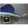 Image 3 : Blue Marlin Sail Fish Taxidermy Mount