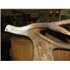 Image 2 : MOOSE ANTLER WITH BALD EAGLE CARVED NUB