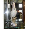 Image 1 : ROYAL DUX PORCELAIN COCKATOO FIGURINE