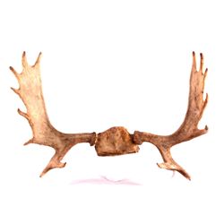 Montana Moose Antlers This is a set of Montana moo