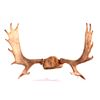 Image 1 : Montana Moose Antlers This is a set of Montana moo