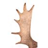 Image 3 : Montana Moose Antlers This is a set of Montana moo