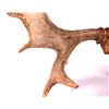Image 4 : Montana Moose Antlers This is a set of Montana moo