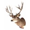 Image 1 : Large Trophy Mule Deer Shoulder Mount This is a sh