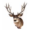 Image 2 : Large Trophy Mule Deer Shoulder Mount This is a sh