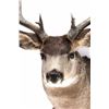 Image 3 : Large Trophy Mule Deer Shoulder Mount This is a sh