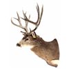 Image 4 : Large Trophy Mule Deer Shoulder Mount This is a sh