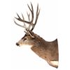 Image 5 : Large Trophy Mule Deer Shoulder Mount This is a sh