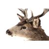 Image 6 : Large Trophy Mule Deer Shoulder Mount This is a sh