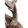 Image 8 : Large Trophy Mule Deer Shoulder Mount This is a sh