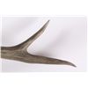 Image 9 : Large Trophy Mule Deer Shoulder Mount This is a sh