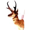 Image 1 : Wyoming Pronghorn Antelope Mount This is a prongho
