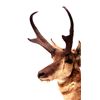 Image 2 : Wyoming Pronghorn Antelope Mount This is a prongho