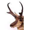 Image 3 : Wyoming Pronghorn Antelope Mount This is a prongho